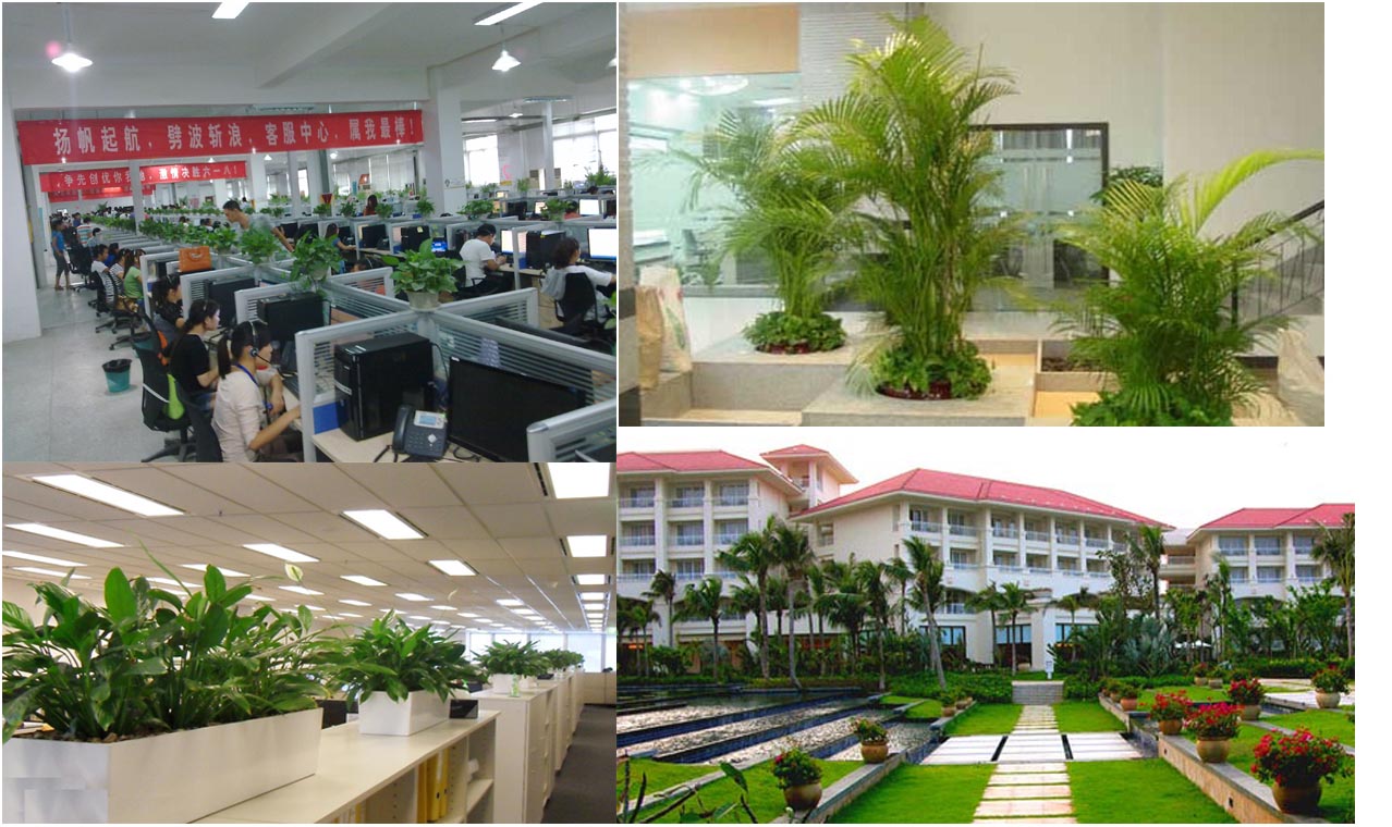 招商银行室内植物租赁项目-上海雅腾绿化有限公司